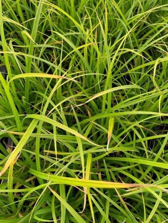 Carex acutiformis geen maat specificatie 0,55L/P9cm - image 4