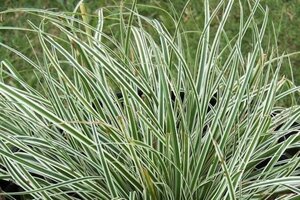 Carex oshim. Everest geen maat specificatie 0,55L/P9cm - image 2