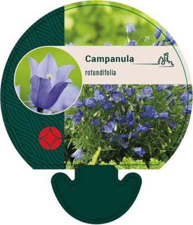 Campanula rotundifolia geen maat specificatie 0,55L/P9cm