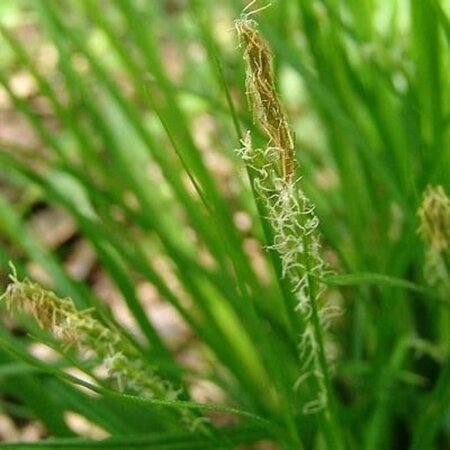 Carex sylvatica geen maat specificatie 0,55L/P9cm - afbeelding 2