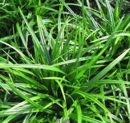 Carex sylvatica geen maat specificatie 0,55L/P9cm - afbeelding 1