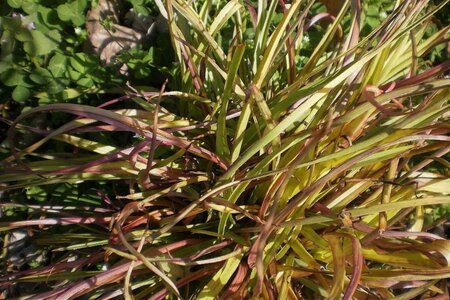 Carex testacea geen maat specificatie cont. 1L - afbeelding 2