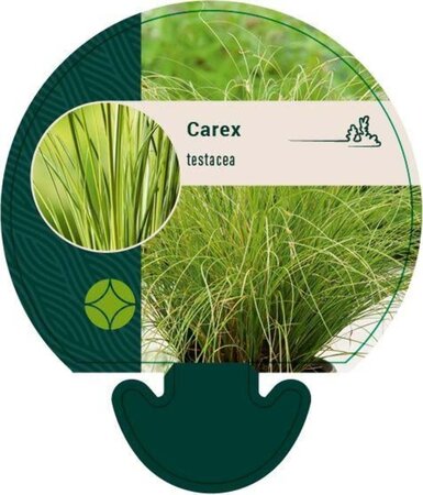 Carex testacea geen maat specificatie 0,55L/P9cm - afbeelding 3