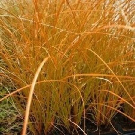 Carex testacea 'Prairie Fire' geen maat specificatie 0,55L/P9cm - afbeelding 6