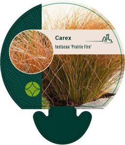 Carex testacea 'Prairie Fire' geen maat specificatie 0,55L/P9cm - afbeelding 5