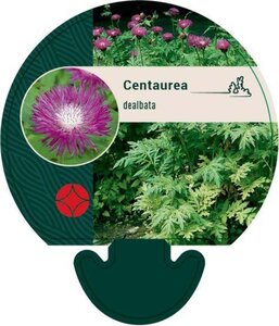 Centaurea dealbata geen maat specificatie 0,55L/P9cm - afbeelding 3