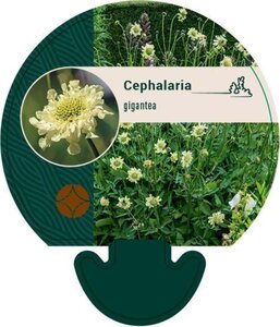 Cephalaria gigantea geen maat specificatie 0,55L/P9cm