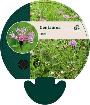 Centaurea jacea geen maat specificatie 0,55L/P9cm