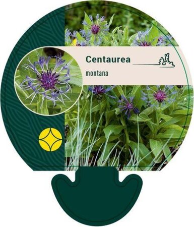 Centaurea montana geen maat specificatie 0,55L/P9cm - afbeelding 3