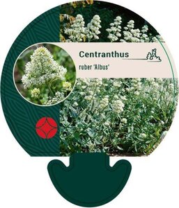 Centranthus ruber 'Albus' geen maat specificatie 0,55L/P9cm