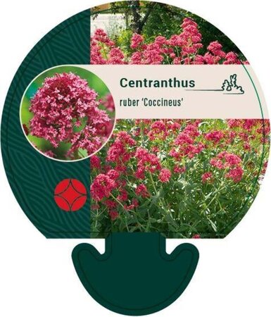 Centranthus ruber 'Coccineus' geen maat specificatie 0,55L/P9cm
