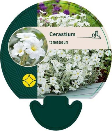 Cerastium tomentosum geen maat specificatie 0,55L/P9cm