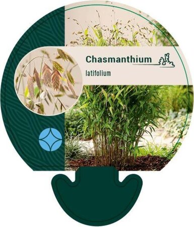 Chasmanthium latifolium geen maat specificatie 0,55L/P9cm - afbeelding 4