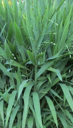 Chasmanthium latifolium geen maat specificatie 0,55L/P9cm - afbeelding 2