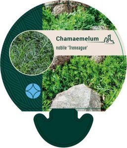 Chamaemelum nobile 'Treneague' geen maat specificatie 0,55L/P9cm