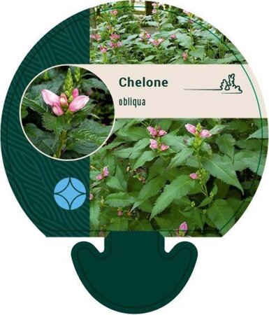 Chelone obliqua geen maat specificatie 0,55L/P9cm - afbeelding 2