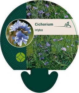 Cichorium intybus geen maat specificatie 0,55L/P9cm - afbeelding 2