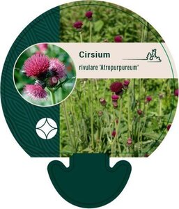 Cirsium rivulare 'Atropurpureum' geen maat specificatie 0,55L/P9cm - afbeelding 1