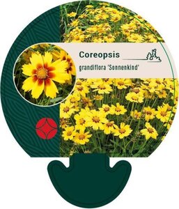 Coreopsis gr. 'Sonnenkind' geen maat specificatie 0,55L/P9cm - afbeelding 3