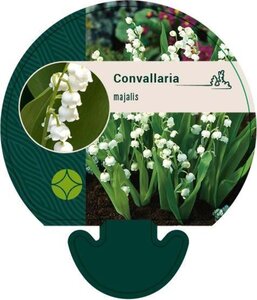 Convallaria majalis geen maat specificatie 0,55L/P9cm - afbeelding 1