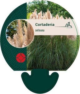 Cortaderia selloana geen maat specificatie 0,55L/P9cm - afbeelding 3