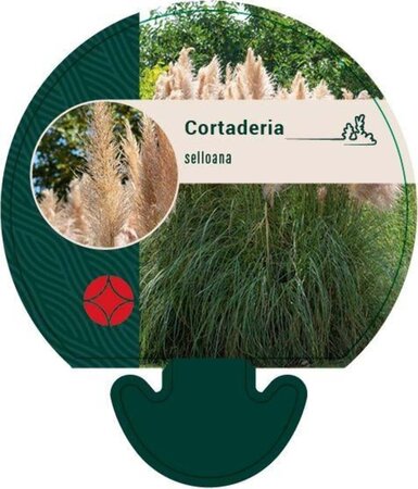 Cortaderia selloana geen maat specificatie 0,55L/P9cm - image 3