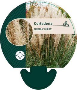 Cortaderia s. 'Pumila' geen maat specificatie 0,55L/P9cm - afbeelding 2