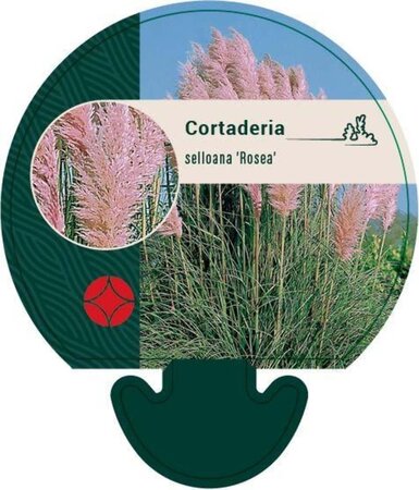 Cortaderia s. 'Rosea' geen maat specificatie 0,55L/P9cm - afbeelding 3
