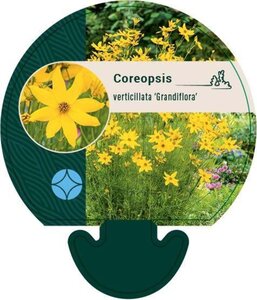 Coreopsis vert. 'Grandiflora' geen maat specificatie 0,55L/P9cm - afbeelding 4