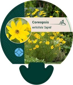 Coreopsis vert. 'Zagreb' geen maat specificatie 0,55L/P9cm - afbeelding 4