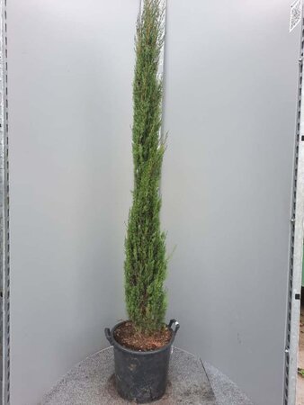 Cupressus semp. 'Pyramidalis' 200-250 cm container - afbeelding 12