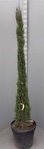 Cupressus semp. 'Pyramidalis' 200-250 cm container - afbeelding 10