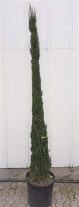 Cupressus semp. 'Pyramidalis' 200-250 cm container - afbeelding 8