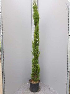 Cupressus semp. 'Pyramidalis' 200-250 cm container - afbeelding 3