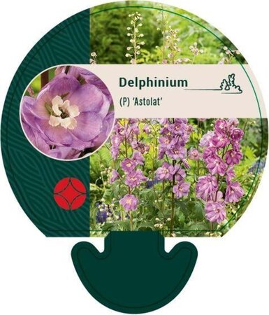 Delphinium (p) 'Astolat' geen maat specificatie 0,55L/P9cm
