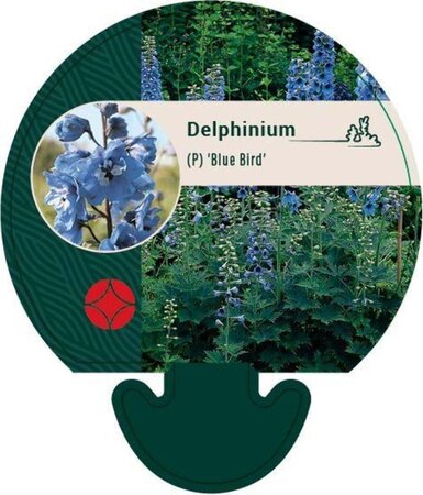 Delphinium (P) 'Blue Bird' geen maat specificatie 0,55L/P9cm