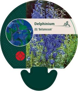 Delphinium (B) 'Bellamosum' geen maat specificatie 0,55L/P9cm
