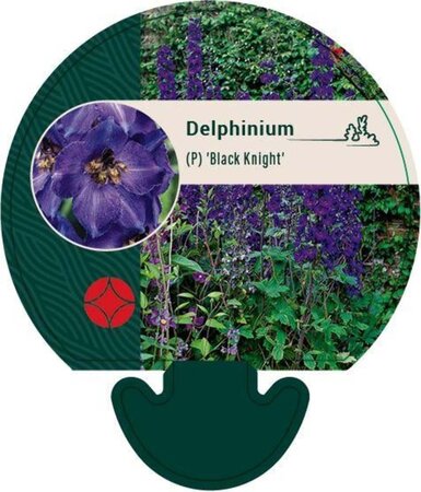 Delphinium (P) 'Black Knight' geen maat specificatie 0,55L/P9cm