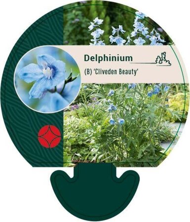 Delphinium (B) 'Cliveden Beauty' geen maat specificatie 0,55L/P9cm