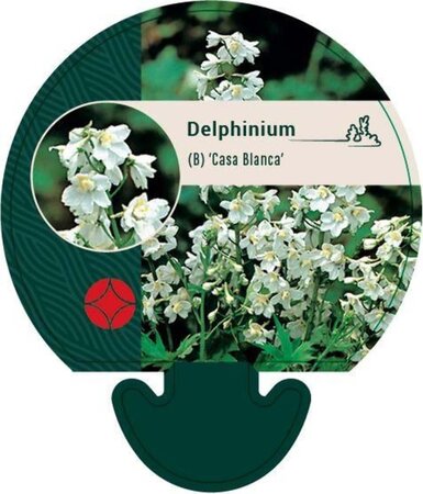 Delphinium (B) 'Casa Blanca' geen maat specificatie 0,55L/P9cm