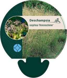 Deschampsia cesp. 'Bronzeschleier' geen maat specificatie 0,55L/P9cm - afbeelding 2