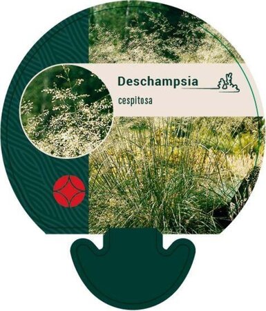 Deschampsia cespitosa geen maat specificatie 0,55L/P9cm - afbeelding 7