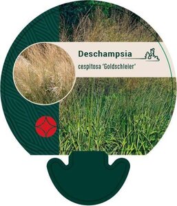 Deschampsia cesp. 'Goldschleier' geen maat specificatie 0,55L/P9cm - afbeelding 3