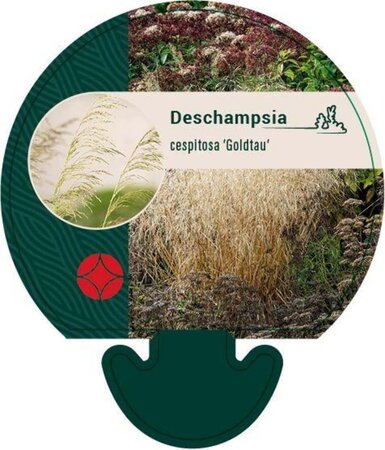 Deschampsia cesp. 'Goldtau' geen maat specificatie 0,55L/P9cm - afbeelding 4