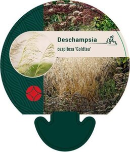 Deschampsia cesp. 'Goldtau' geen maat specificatie 0,55L/P9cm - afbeelding 4