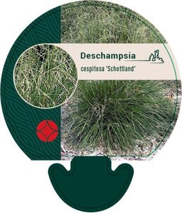 Deschampsia cesp. 'Schottland' geen maat specificatie 0,55L/P9cm - afbeelding 6