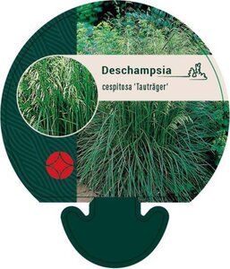 Deschampsia cesp. 'Tauträger' geen maat specificatie 0,55L/P9cm - afbeelding 3