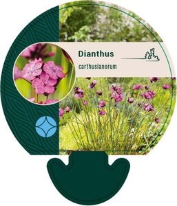 Dianthus carthusianorum geen maat specificatie 0,55L/P9cm - afbeelding 1