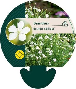 Dianthus delt. 'Albiflorus' geen maat specificatie 0,55L/P9cm - afbeelding 1