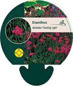 Dianthus delt. 'Flashing Light' geen maat specificatie 0,55L/P9cm - afbeelding 1